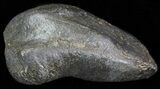 Fossil Whale Ear Bone - Miocene #63533-1